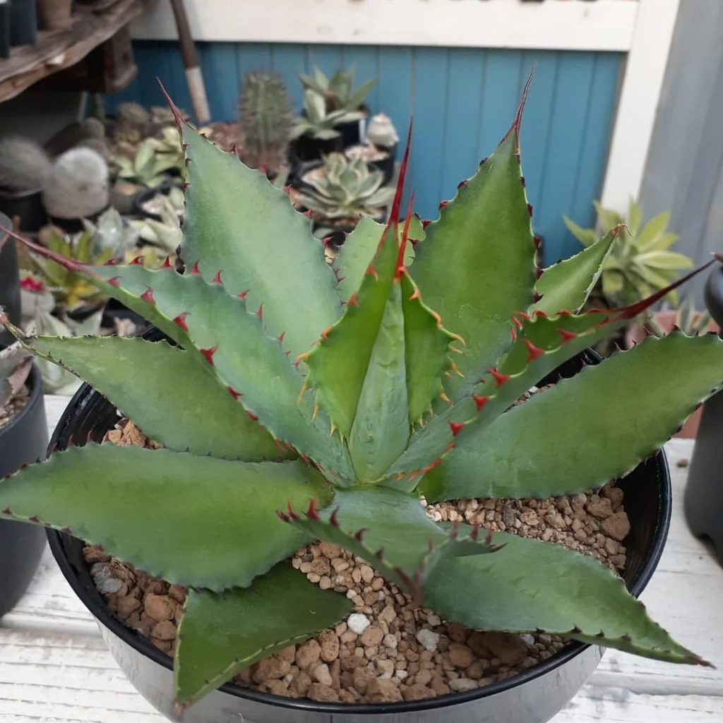 agave inaequidens
