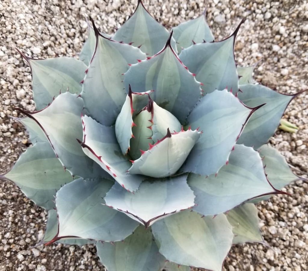 agave parryi