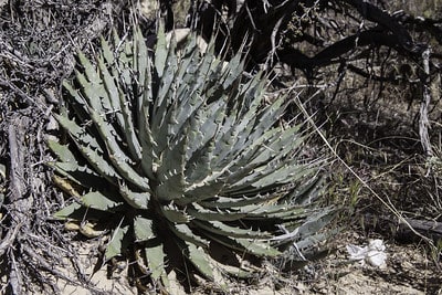 agave utahensis