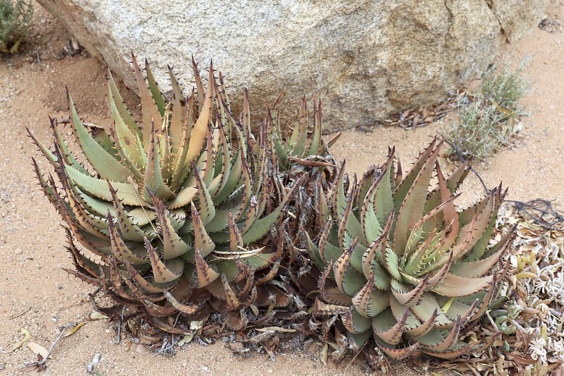 aloe melanacantha 1