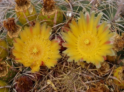 cactus flowers