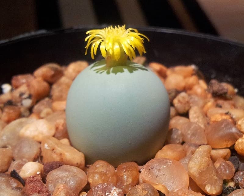 conophytum calculus