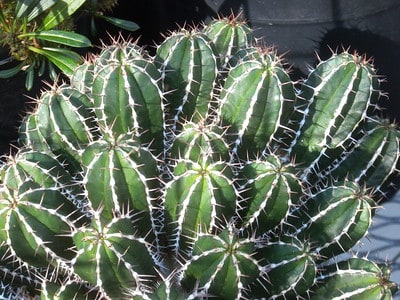 euphorbia echinus