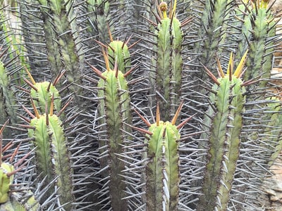 euphorbia enopla