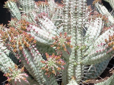 euphorbia mammillaris