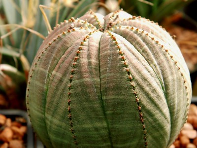 euphorbia obesa