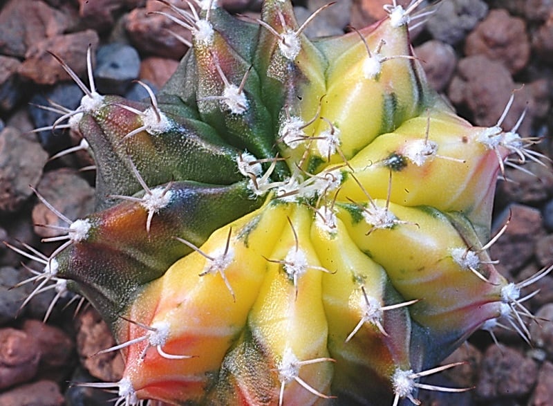 how big do moon cactus get