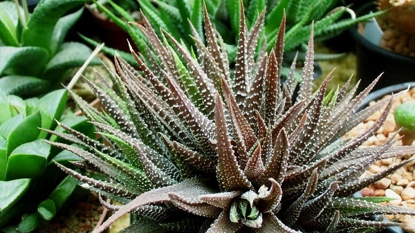 haworthia types