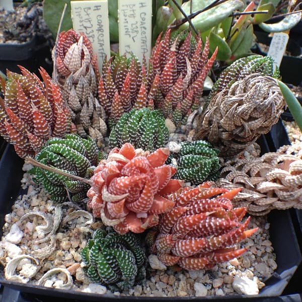 haworthia types