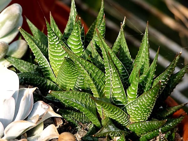 haworthia types