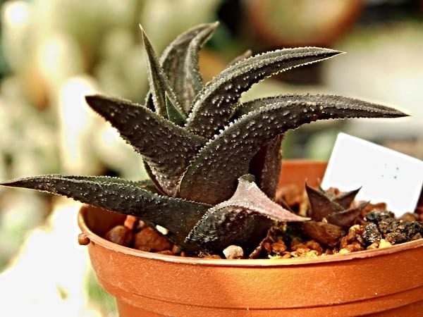 haworthia types