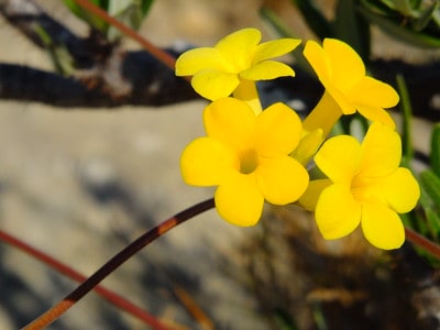 pachypodium flowers