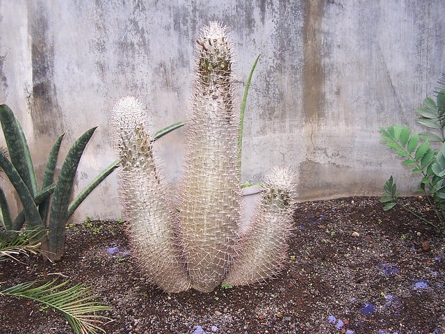 pachypodium geayii