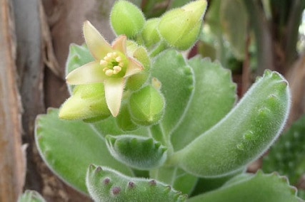 Bear Paw Succulent Leaves Falling Off: How to Care for Cotyledon Tomentosa