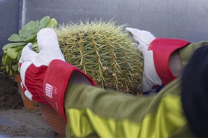 prickly pear cactus proof gloves