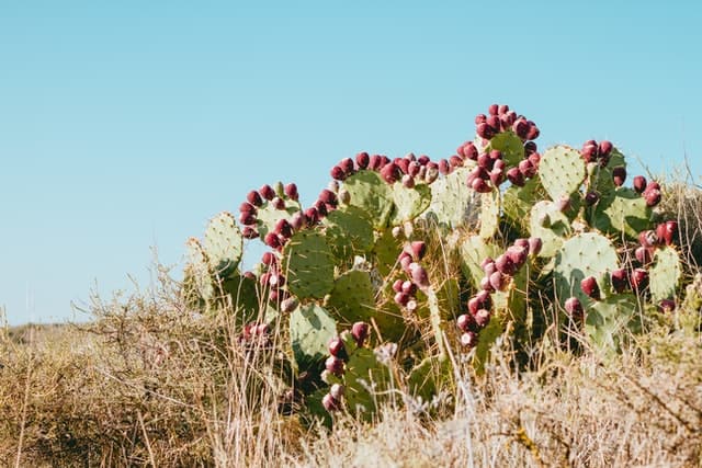 best grow lights for cactus