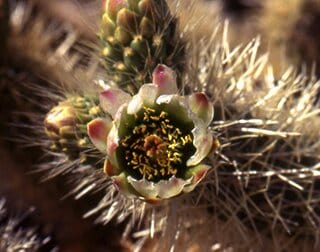 cactus flower