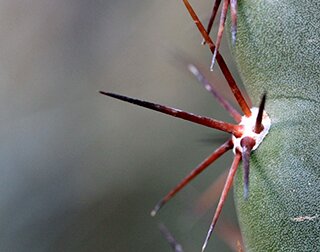 cactus thorn