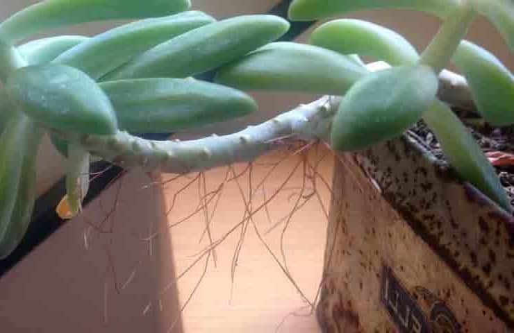 Can I Cut Off Air Roots 3 Ways To Deal With Aerial Roots Succulent Alley