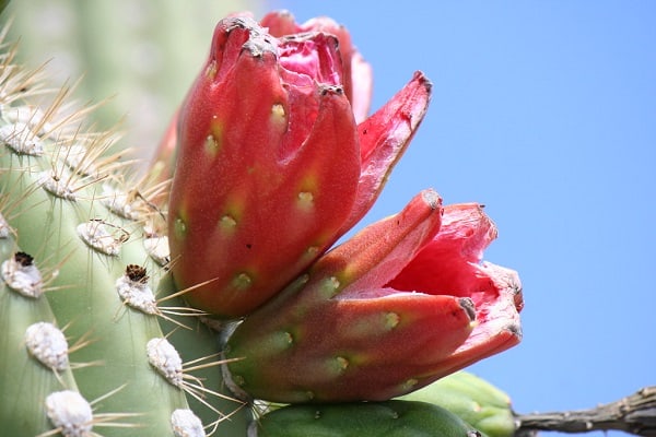 can you eat saguaro fruit 3