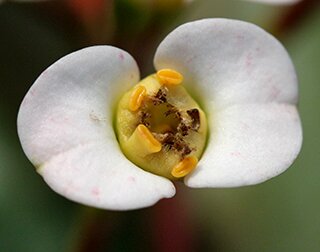 euphorbia flower