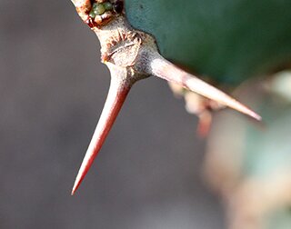 euphorbia thorn