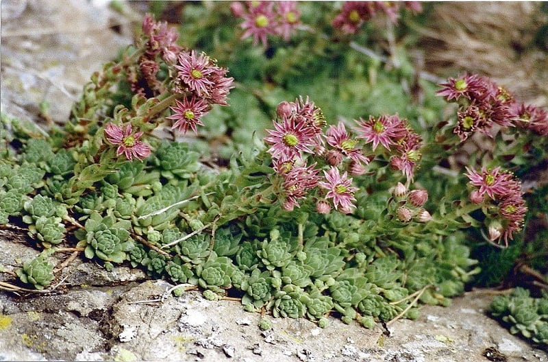 flowering houseleek