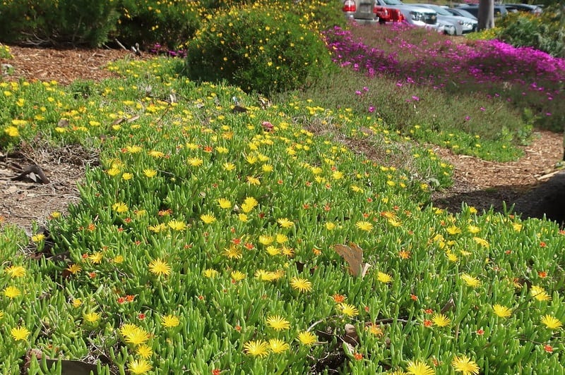 flowering ice plant succulent