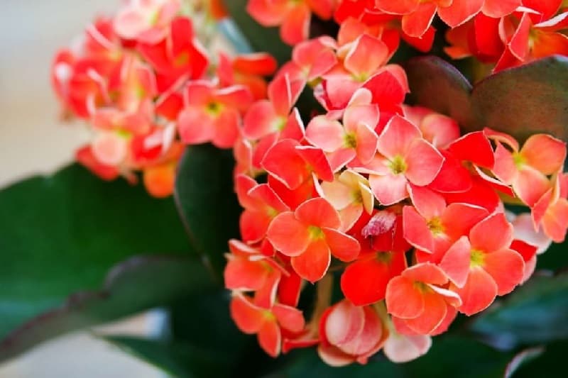 flowering succulents