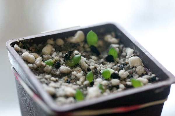 haworthia types