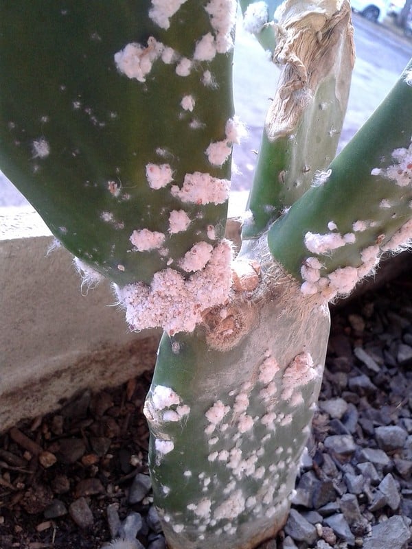 how to get rid of mealybugs on cactus