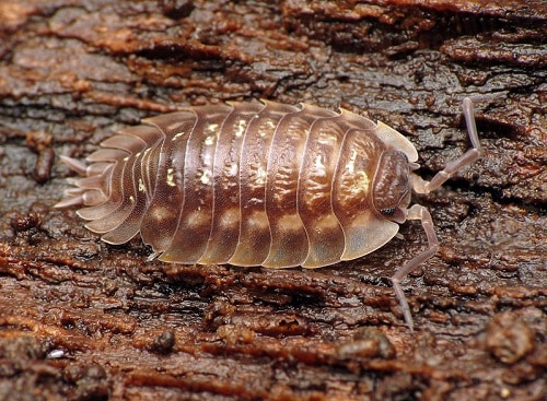 how to get rid of woodlice on cactus