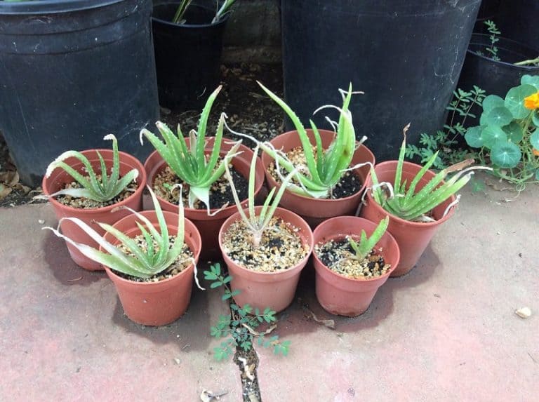Aloe Vera Propagation How to Plant Without Roots Succulent Alley