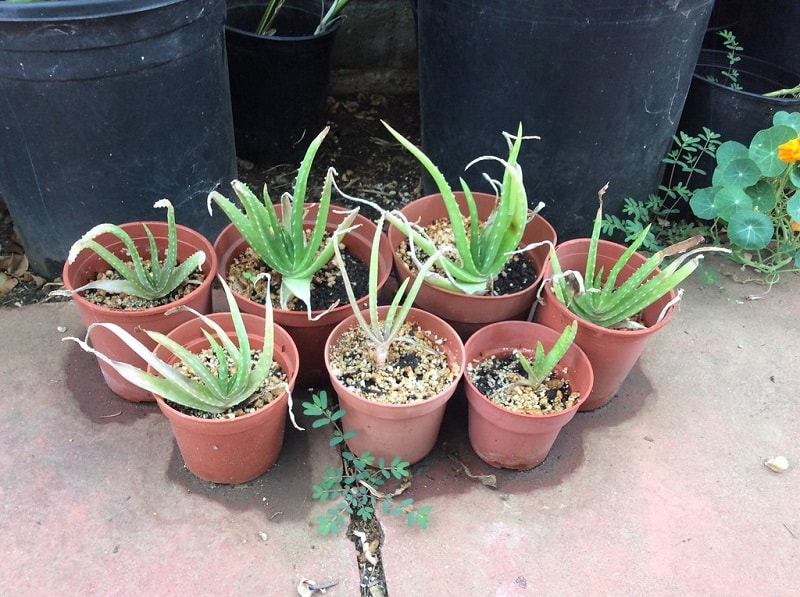 How To Revive An Aloe Plant Without Roots