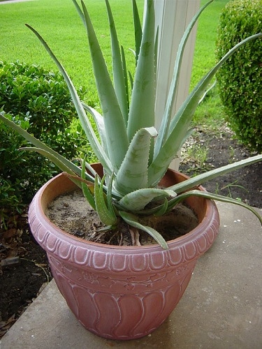 How To Plant Aloe Vera Without Roots The Easy Way Succulent Alley