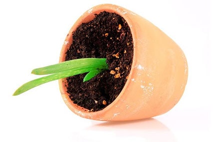 aloe vera propagation: how to plant without roots