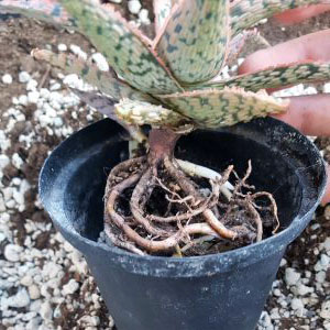how to repot succulents 8