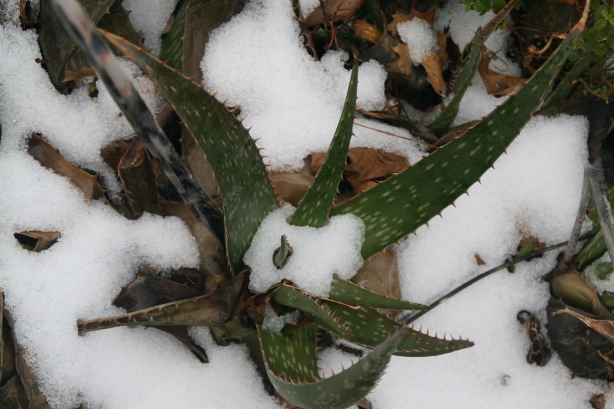 Save Your Dying Aloe Plant with These Proven Methods Succulent Alley