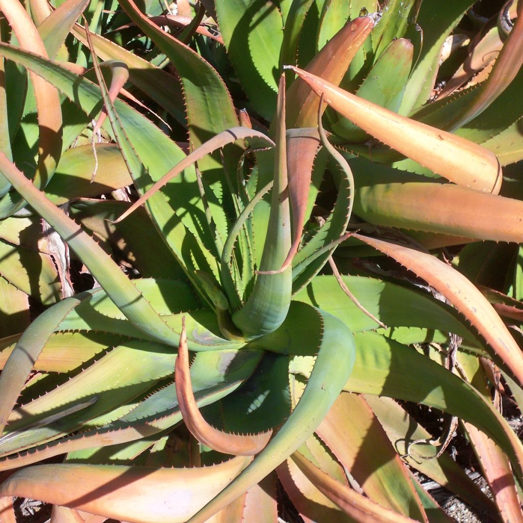 how to save aloe from sunburn