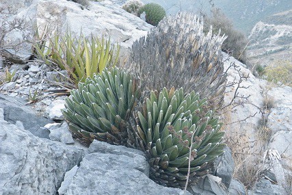 30+ cold hardy succulents for a gorgeous winter garden