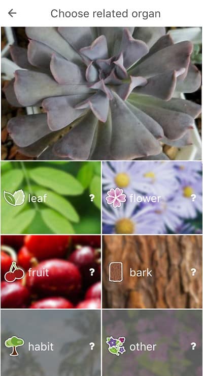 Plantnet Plant Identification App 