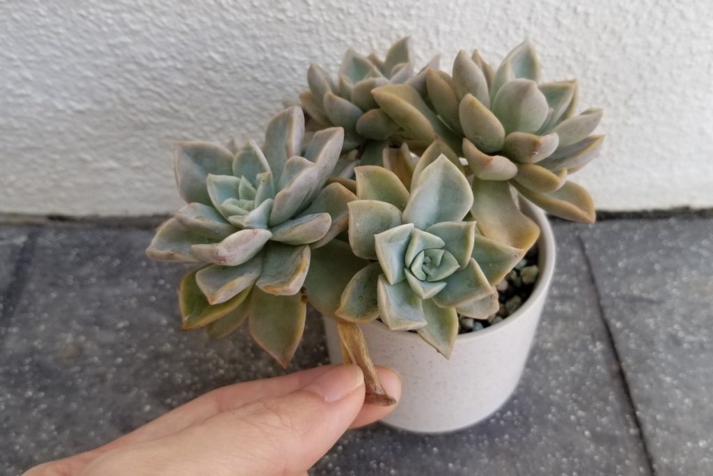 should you remove dead leaves from succulents