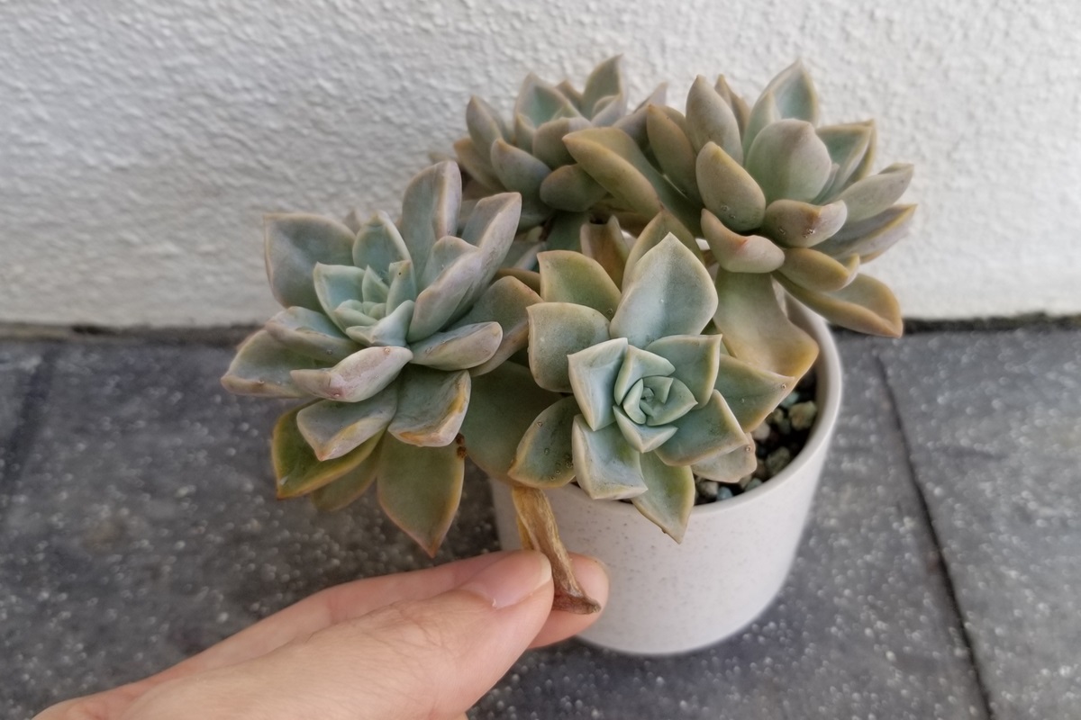 Dead Leaves and Succulents: What You Should Know | Succulent Alley