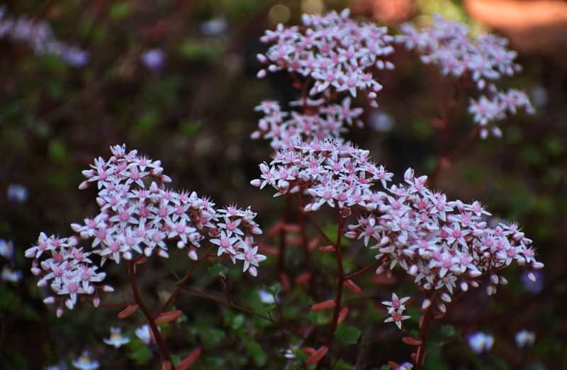 succulents with flowers