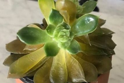 succulent leaves turning yellow and soft? find out why!