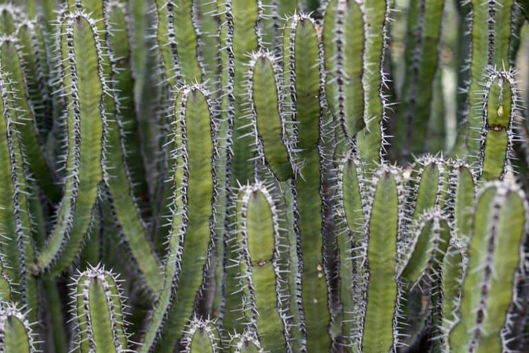 cactus vs succulent: unveiling 5 succulents that look like cactus