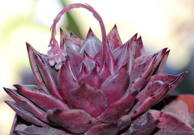 succulents in bloom