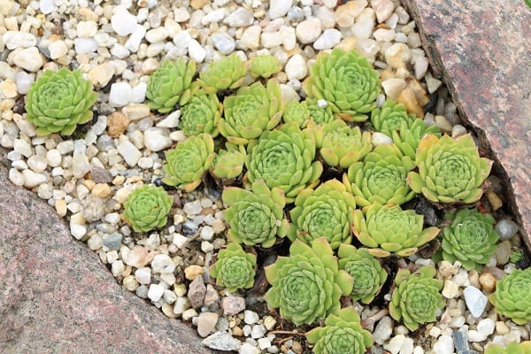 succulents that survive winter