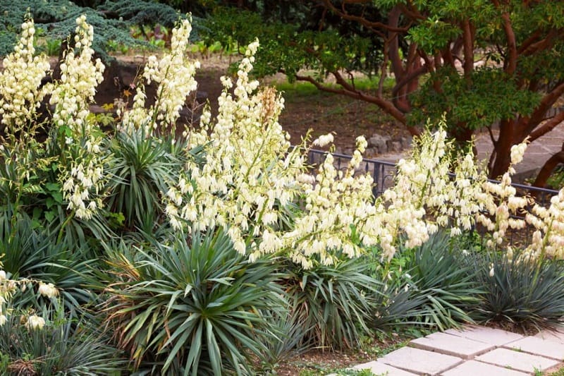 succulent flowers