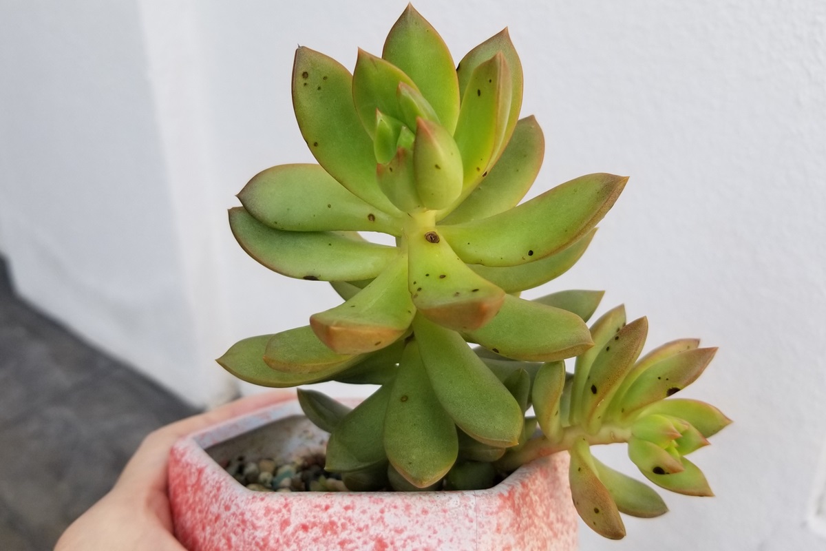 why does my succulent have spots?